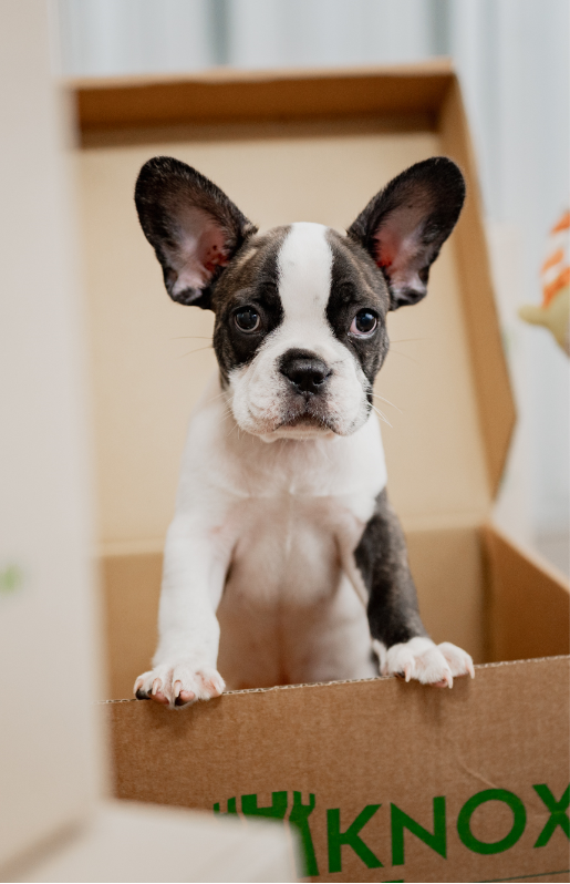 A dog inside a Fort Knox Storage box