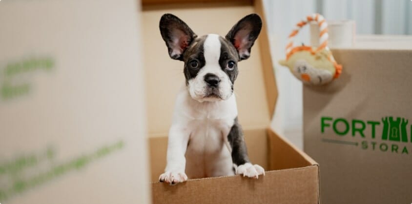 A dog inside a storage box